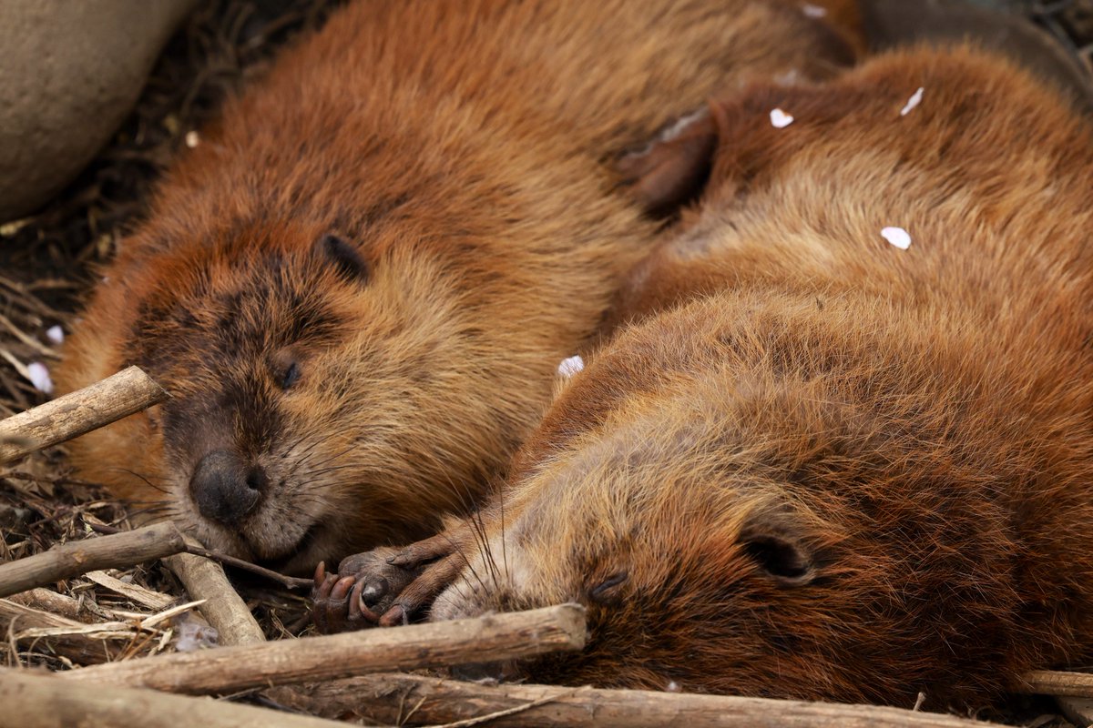 たわ氏 tweet media