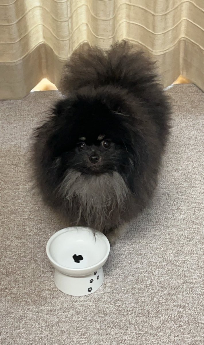 チャロとボンボン（ポメラニアン兄妹） tweet media