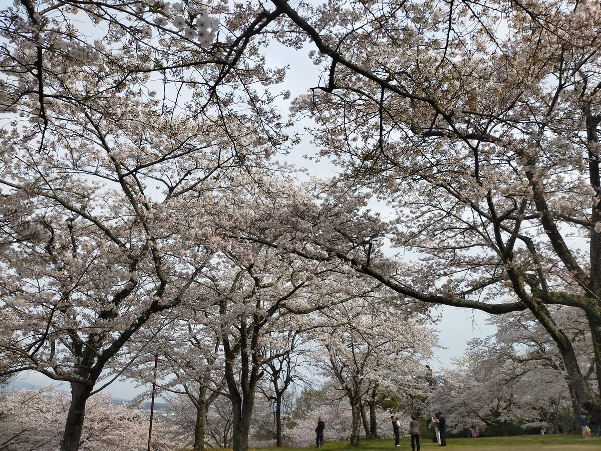 soundwave_y's tweet photo. アルバムからお知らせ。1年前の今日はお花見をしていたらしい🌸今年はこれでお花見をした気持ちに、、！ https://t.co/kXAJKI14yk