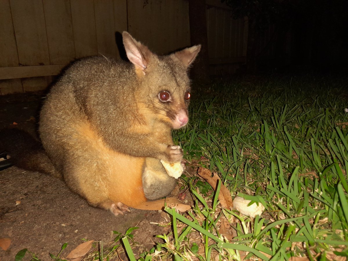 Writing Wombat tweet media