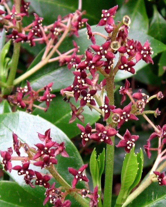 橘 みちる tweet media