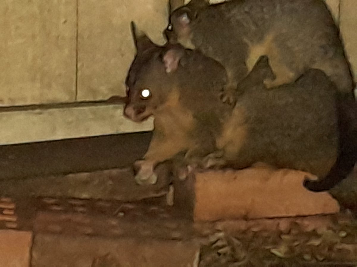 Writing Wombat tweet media