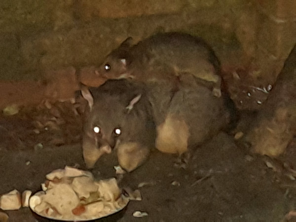 Writing Wombat tweet media