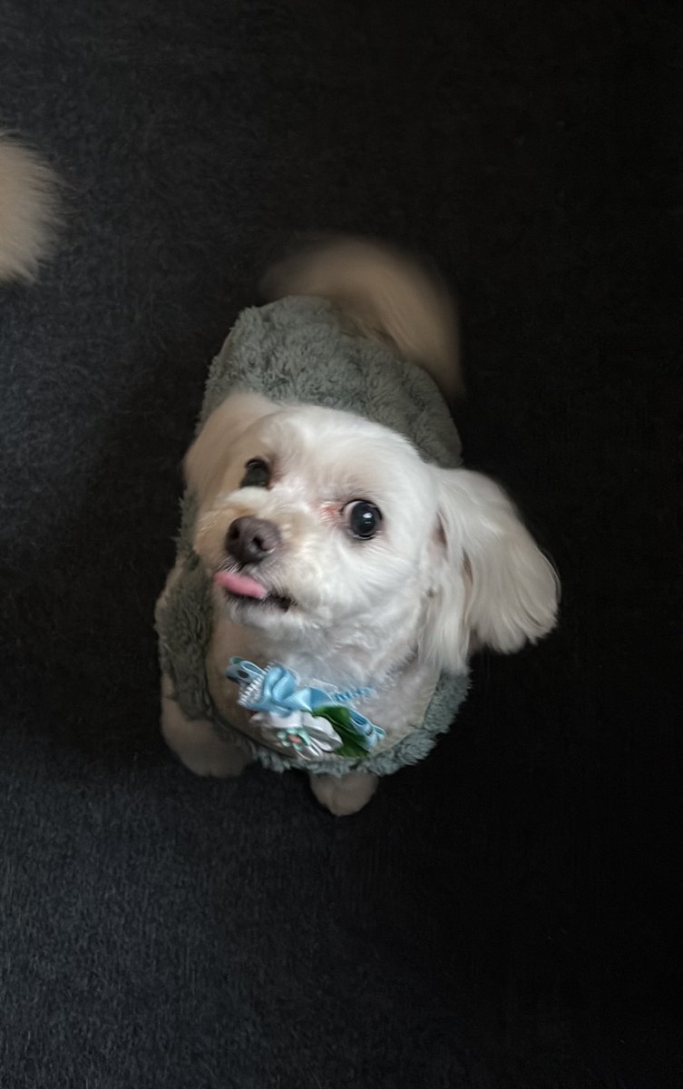 ❤️らんまるおと🐶🐶🐶❤️ tweet media