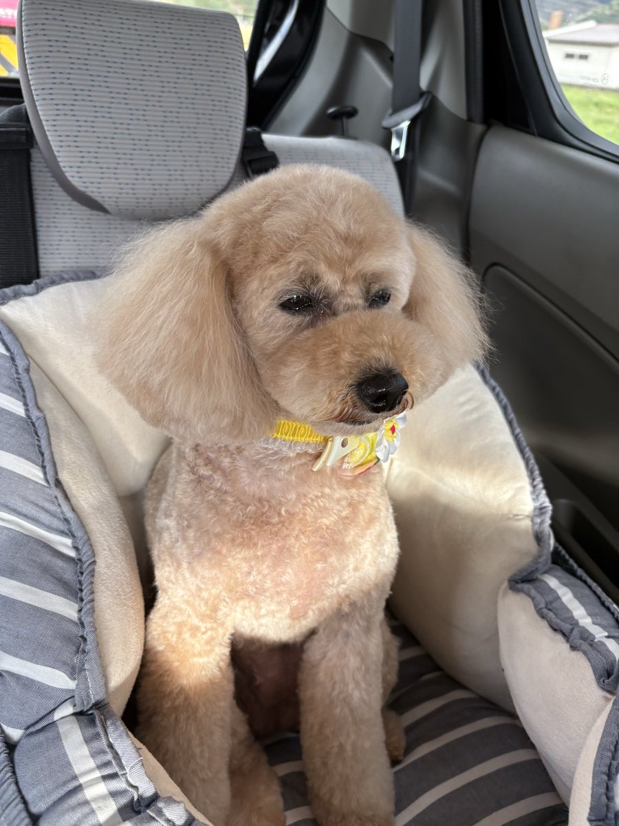 ❤️らんまるおと🐶🐶🐶❤️ tweet media