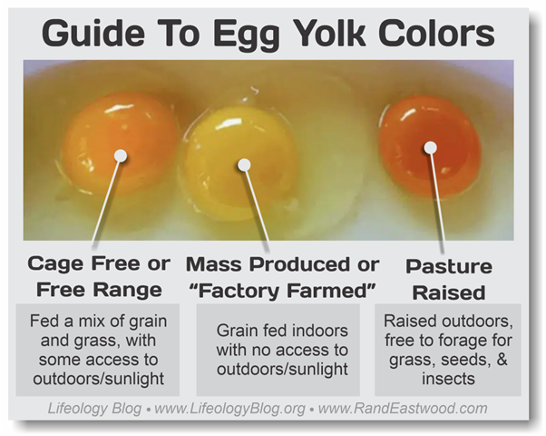 AyusWellness's tweet image. Why do some egg yolks look pale yellow while others are a deep, vibrant orange?

And why does one yolk break instantly while the other stays firm?

Pale yolks usually come from chickens that never go outside.

Labels like “free-range” or “cage-free” sound good, but most of those
