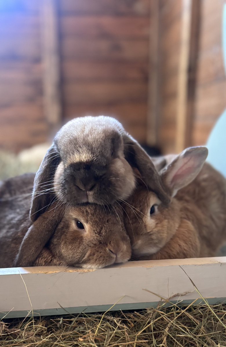 Carrot Cottage Rabbit Rescue tweet media