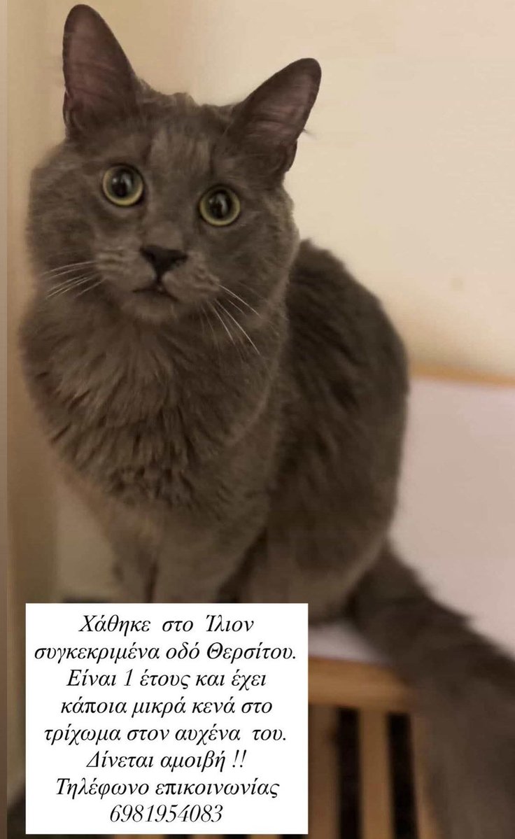 Χλε_Μπονα Σαμερ tweet media