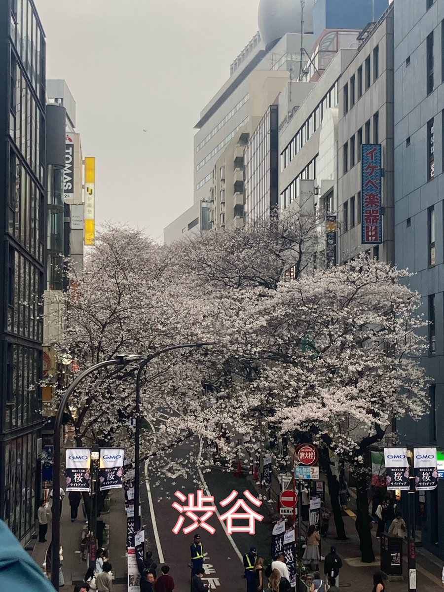 今年のお花見は 川沿いを歩いて歩いて散歩をしながら 中目黒 目黒 五反田 渋谷 

#お花見 
#サクラ 
#川沿い 
#散歩 
#sakura