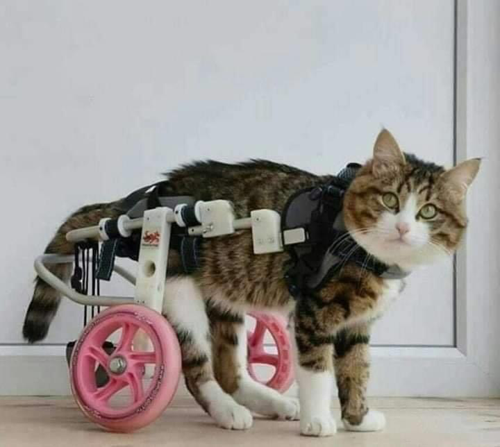 عادل علي بن علي tweet media