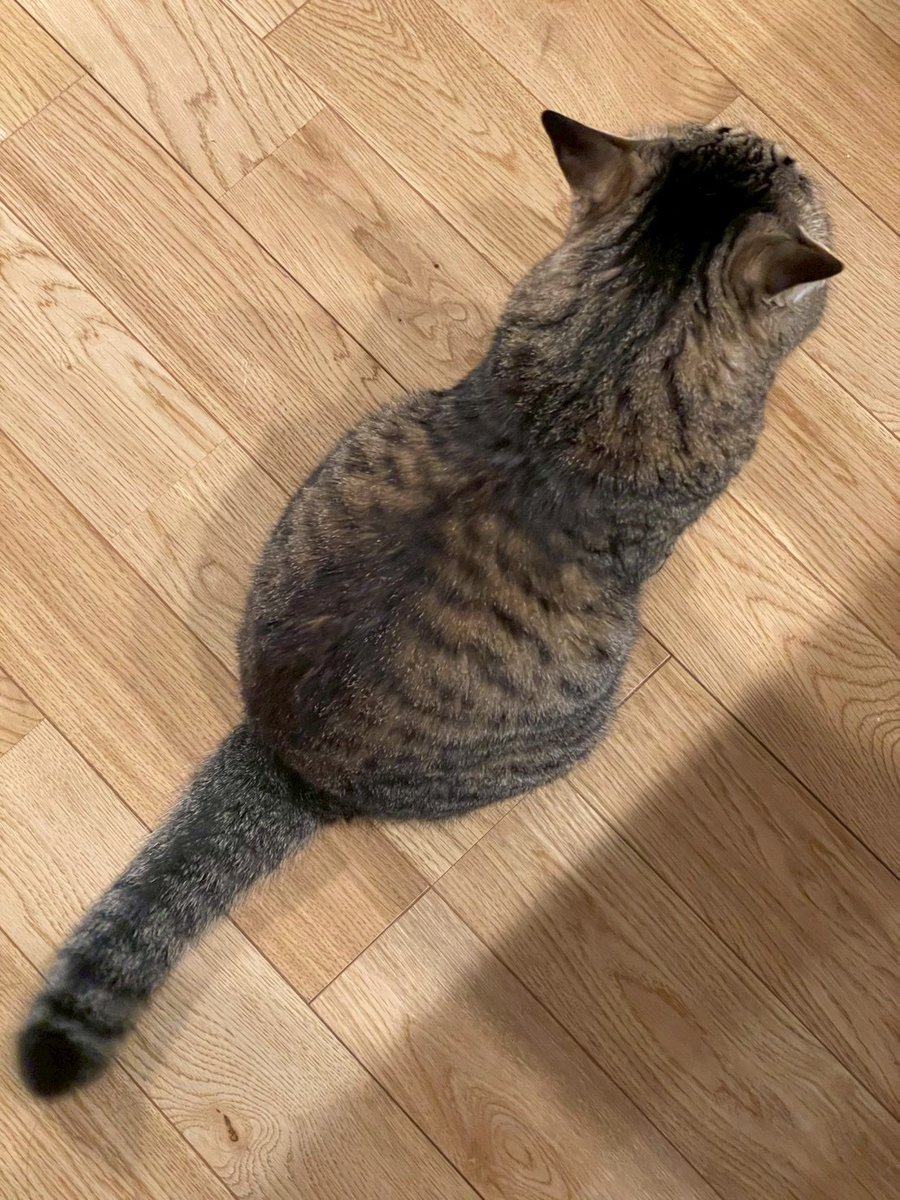 マクー tweet media