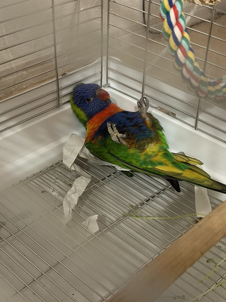 キーさん tweet media