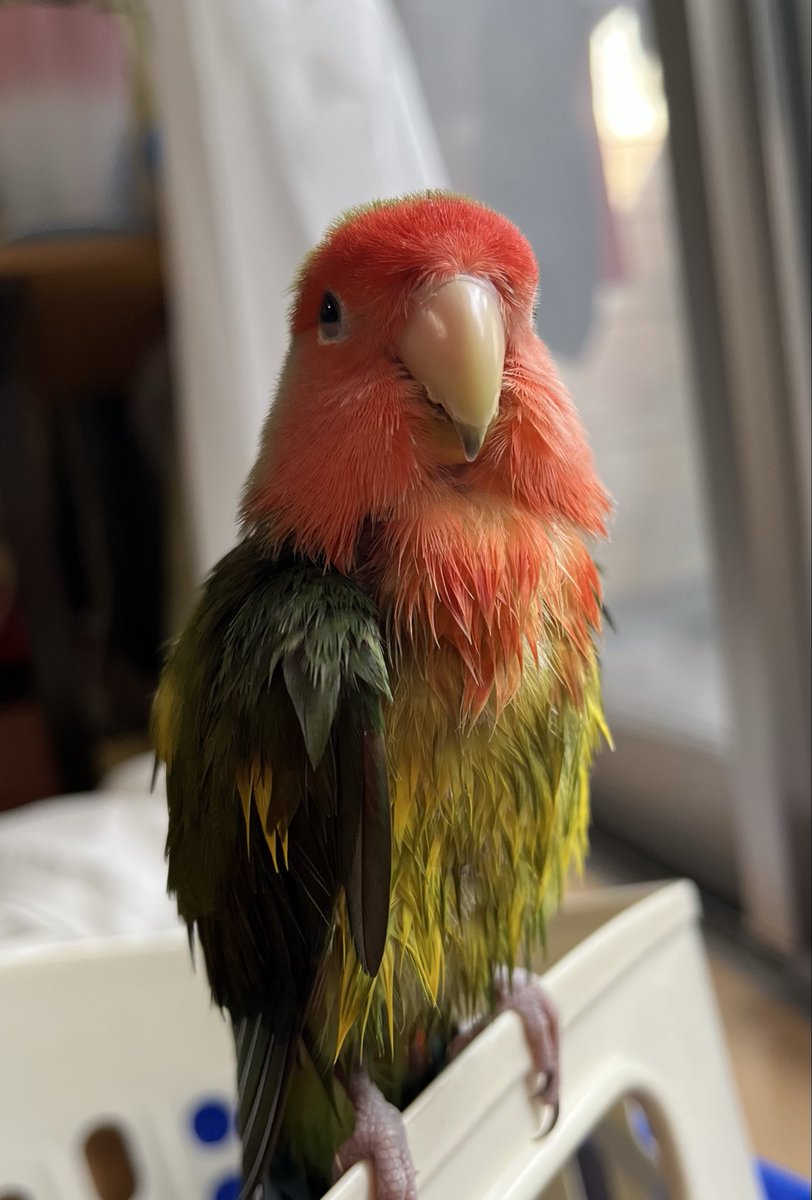 こんばんは
さぶです🐤

お風呂入ったら老けちゃった🐤💦

#コザクラインコ