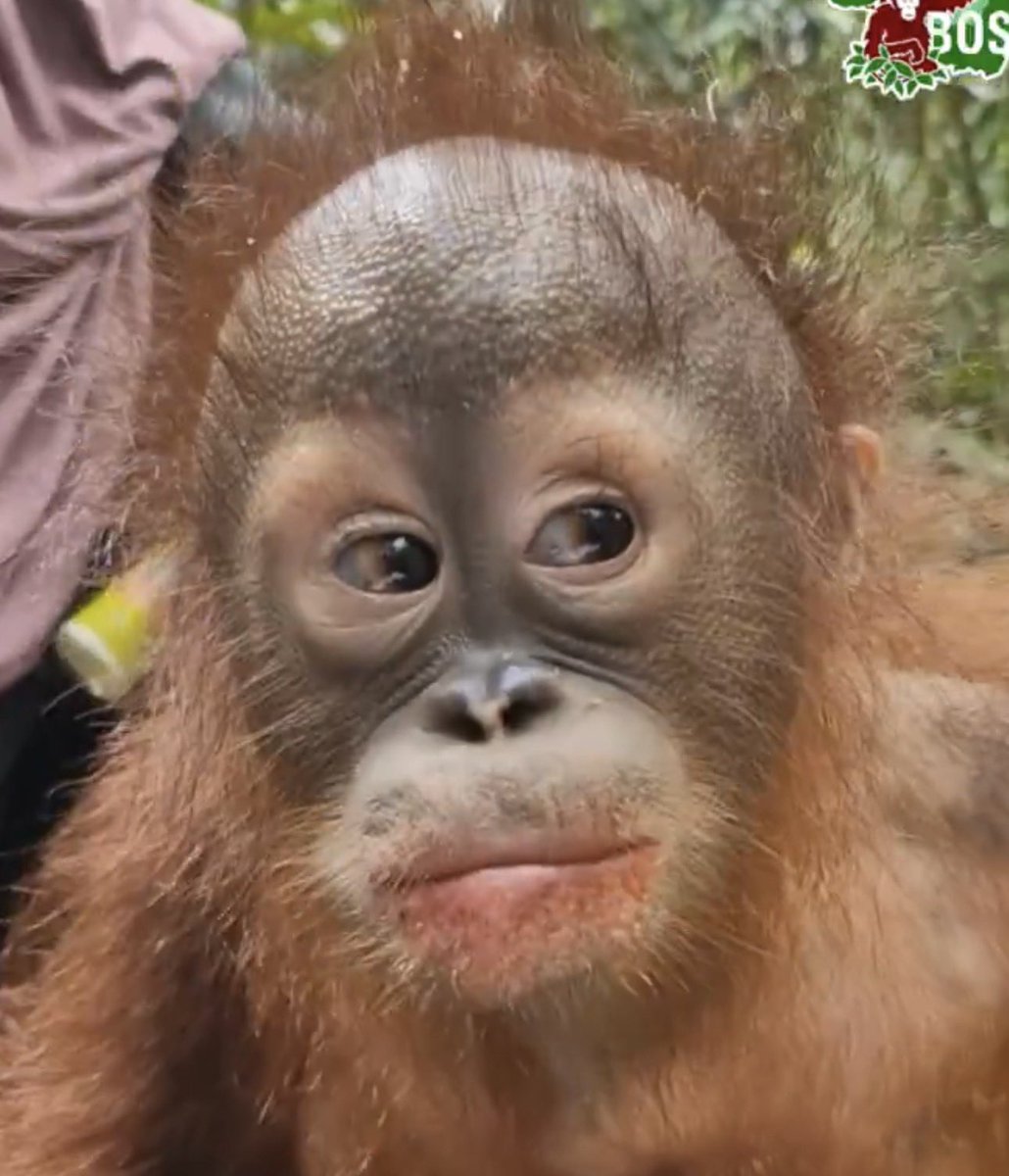 Apetimus Primate tweet media