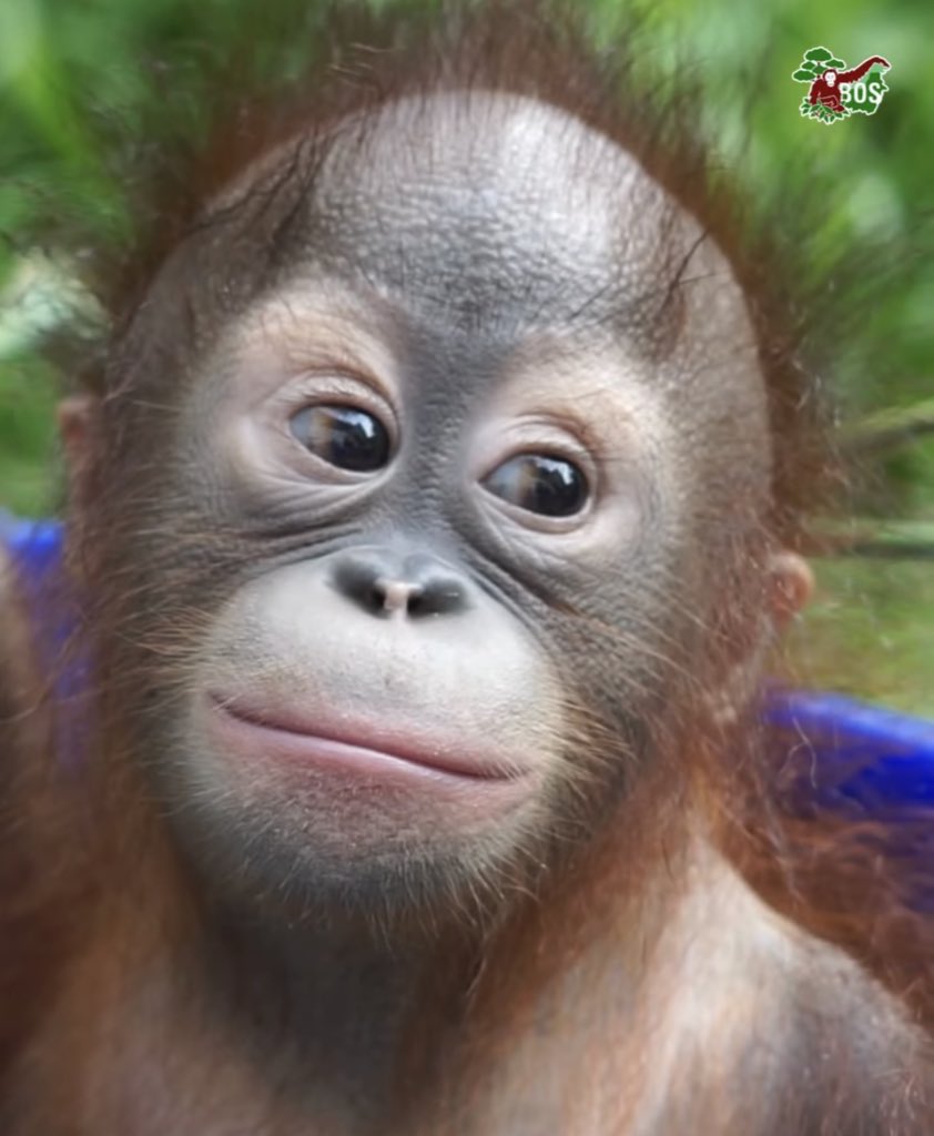 Apetimus Primate tweet media