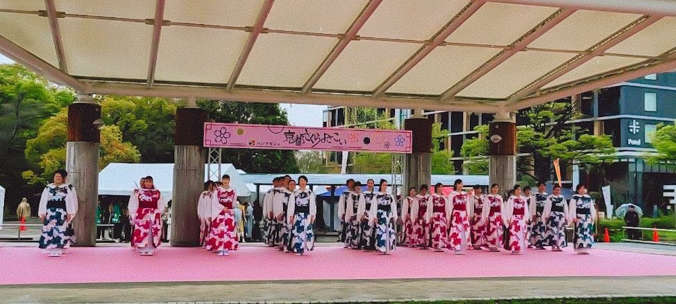 saku_yosa's tweet photo. 🌸京都さくらよさこい🌸

2日間参加させていただきました☺️

素敵なロケーションの中、
温かいお手拍子やご声援をいただき
心から感謝しております💗✨

応援してくださった皆様、
関わってくださった皆様、
本当にありがとうございました！✨
#舞幻X朔空
#瞬輝無心 
#さくよさ https://t.co/iE3Id43EGD