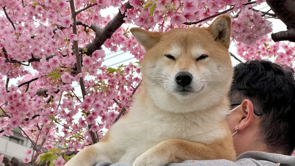 シヴァ犬こむぎっす🐾豆シヴァわらび tweet media