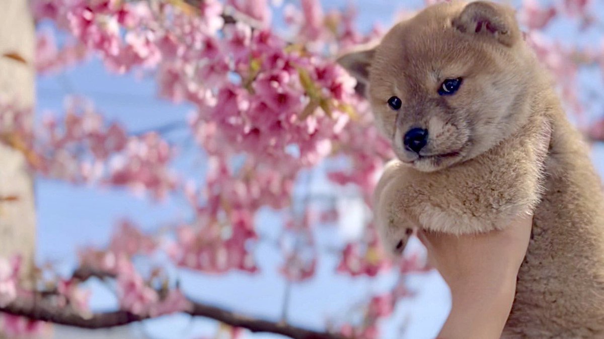 シヴァ犬こむぎっす🐾豆シヴァわらび tweet media