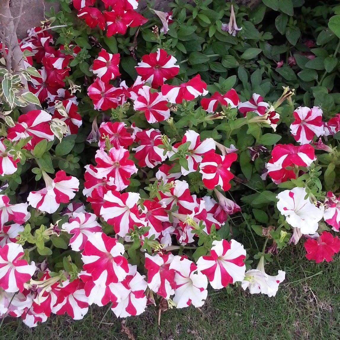 Tazkir | تذکیر tweet media