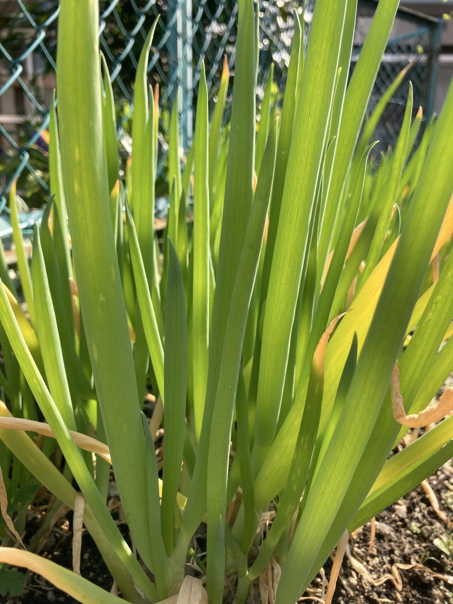 nnI9m9lZWO92038's tweet image. 画像消えちゃったので追加😃