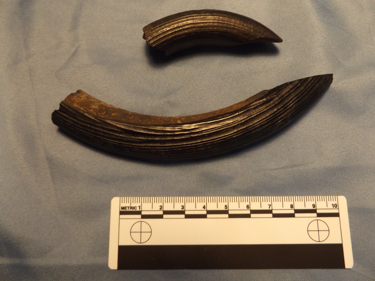 redfossils's tweet image. April 7th - Happy International Beaver Day – here’s a couple incisors and molar from the extinct giant beaver  “Castoroides dilophidus”. Early #Pleistocene – fossils collected in Ruskin, Florida. #FloridaFossils #megafauna