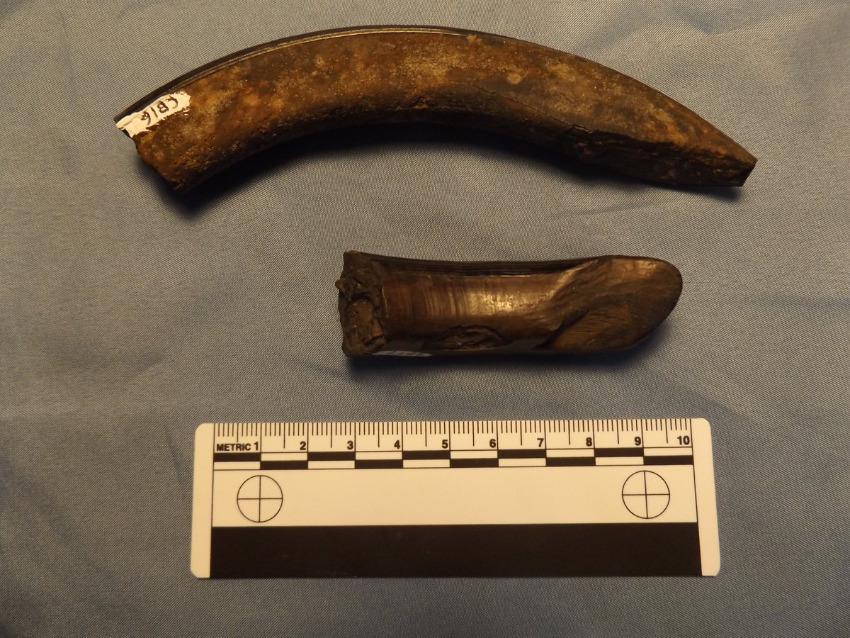 redfossils's tweet image. April 7th - Happy International Beaver Day – here’s a couple incisors and molar from the extinct giant beaver  “Castoroides dilophidus”. Early #Pleistocene – fossils collected in Ruskin, Florida. #FloridaFossils #megafauna
