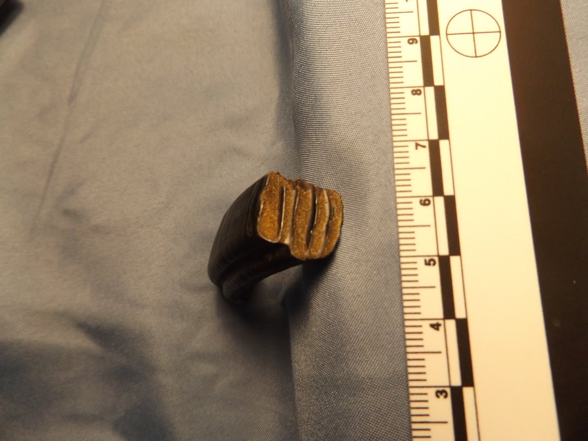 redfossils's tweet image. April 7th - Happy International Beaver Day – here’s a couple incisors and molar from the extinct giant beaver  “Castoroides dilophidus”. Early #Pleistocene – fossils collected in Ruskin, Florida. #FloridaFossils #megafauna