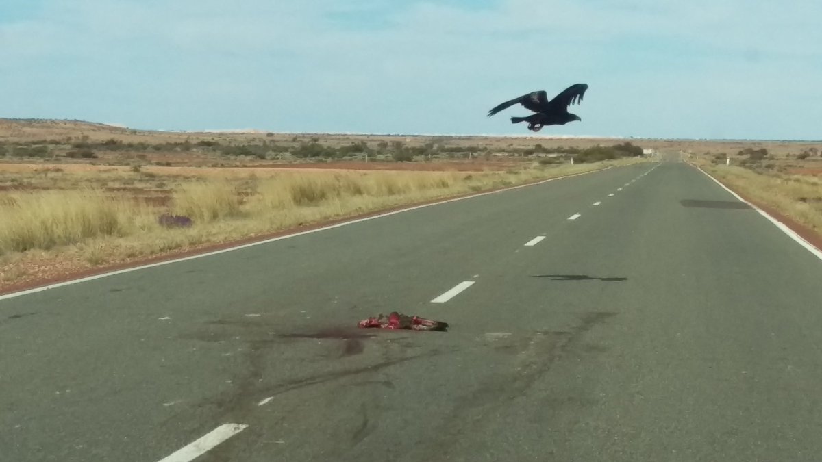 ShanoAtThePort69 tweet media