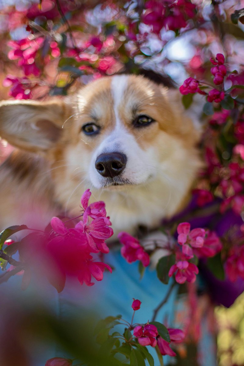Dynodogshop's tweet photo. New environments = new learning opportunities 🌳🐾

https://t.co/wvgO8DTuLn

#DogExploration #OutdoorLearning #SpringDogs #PetWellness #HealthyPups #DogParentsLife #AdventureTime #DynoDog https://t.co/UyKoqdrX2m