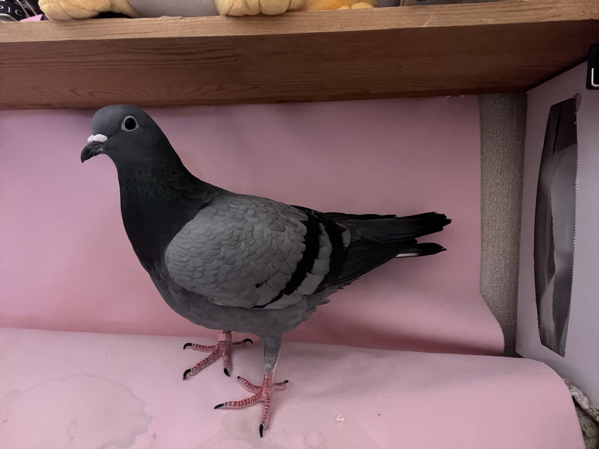 まんねん tweet media