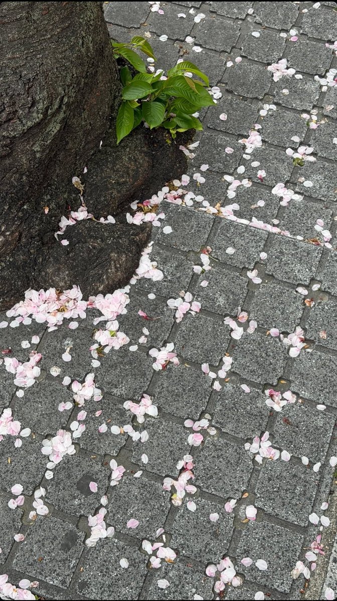 Arsh 2.0 🐉🏮 tweet media