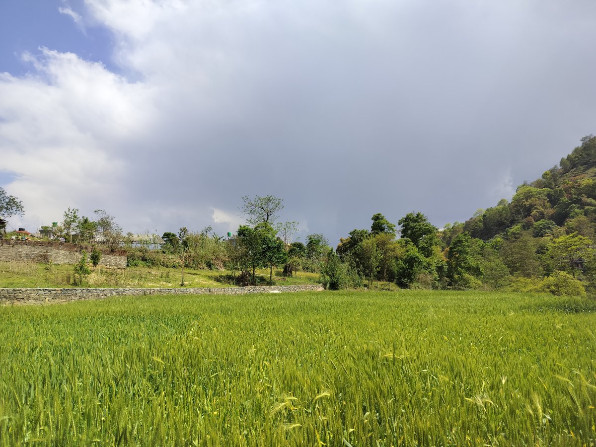 Roll no 101 (Sülfê era) tweet media