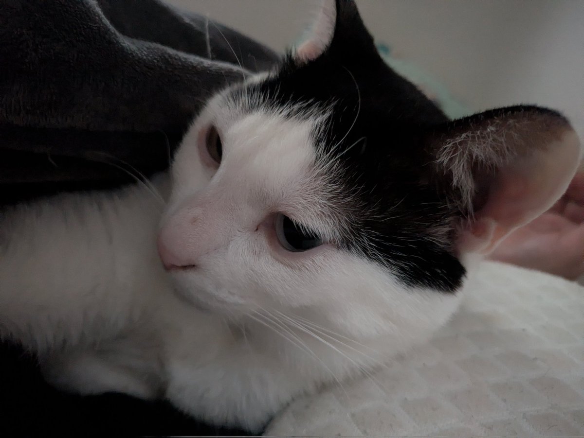 A-U@うさぎ tweet media