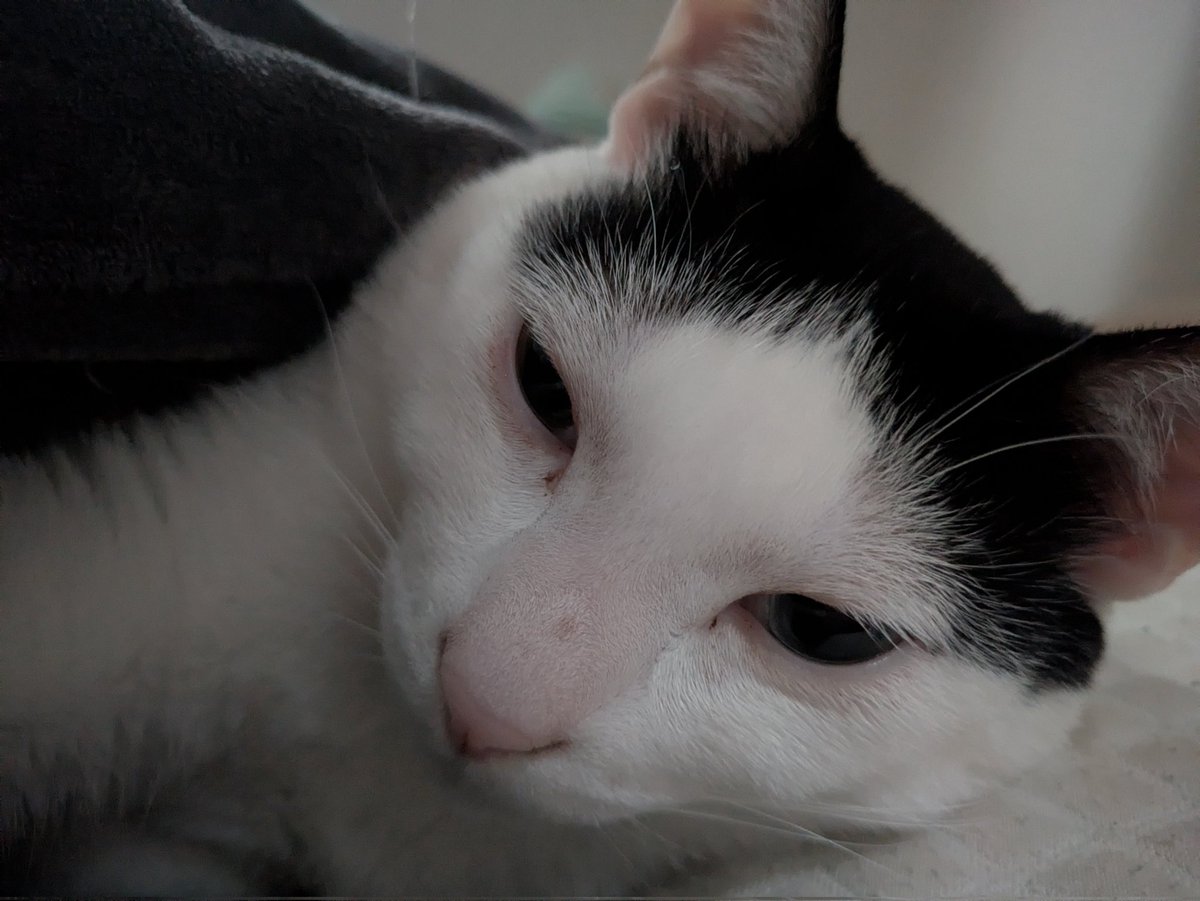 A-U@うさぎ tweet media