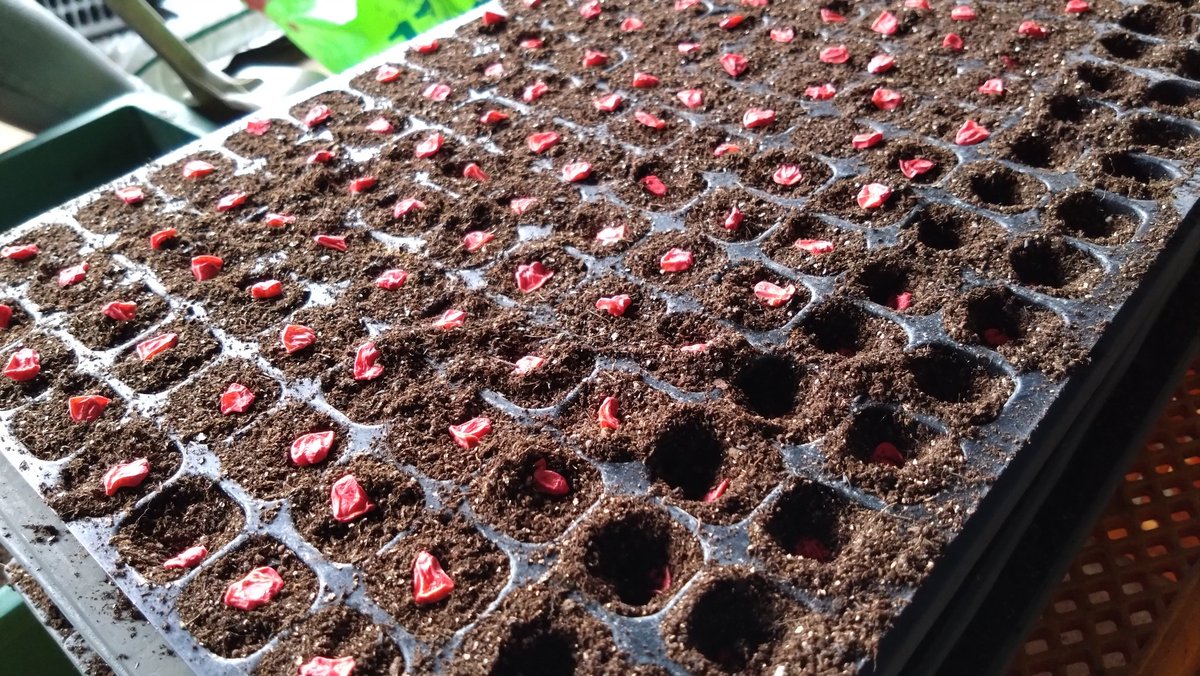 チェキ tweet media