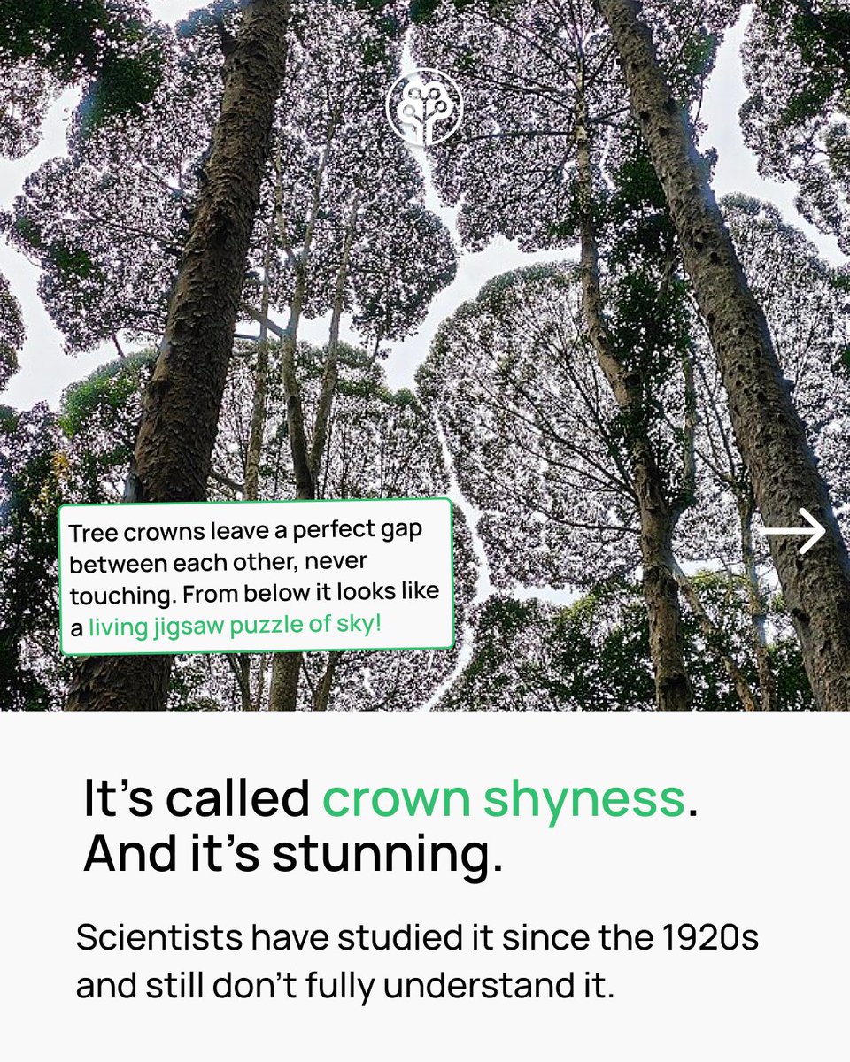 Tree-Nation tweet media