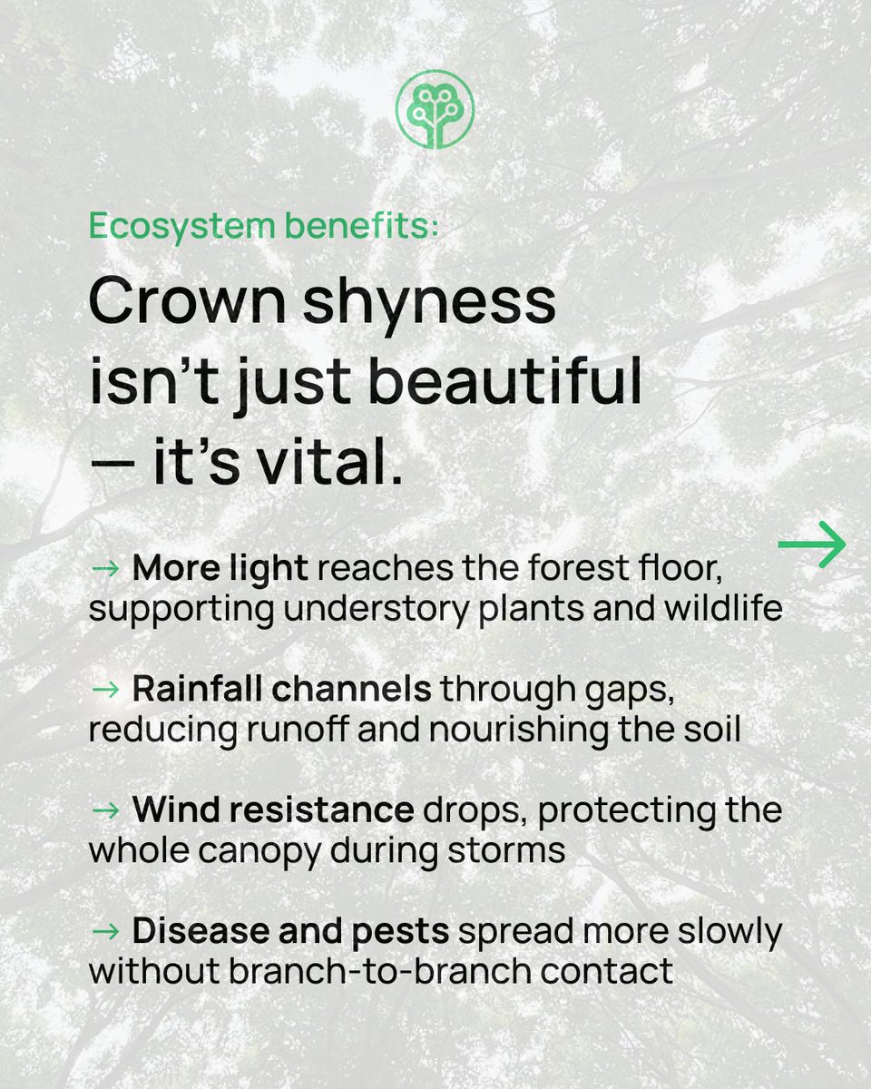 Tree-Nation tweet media