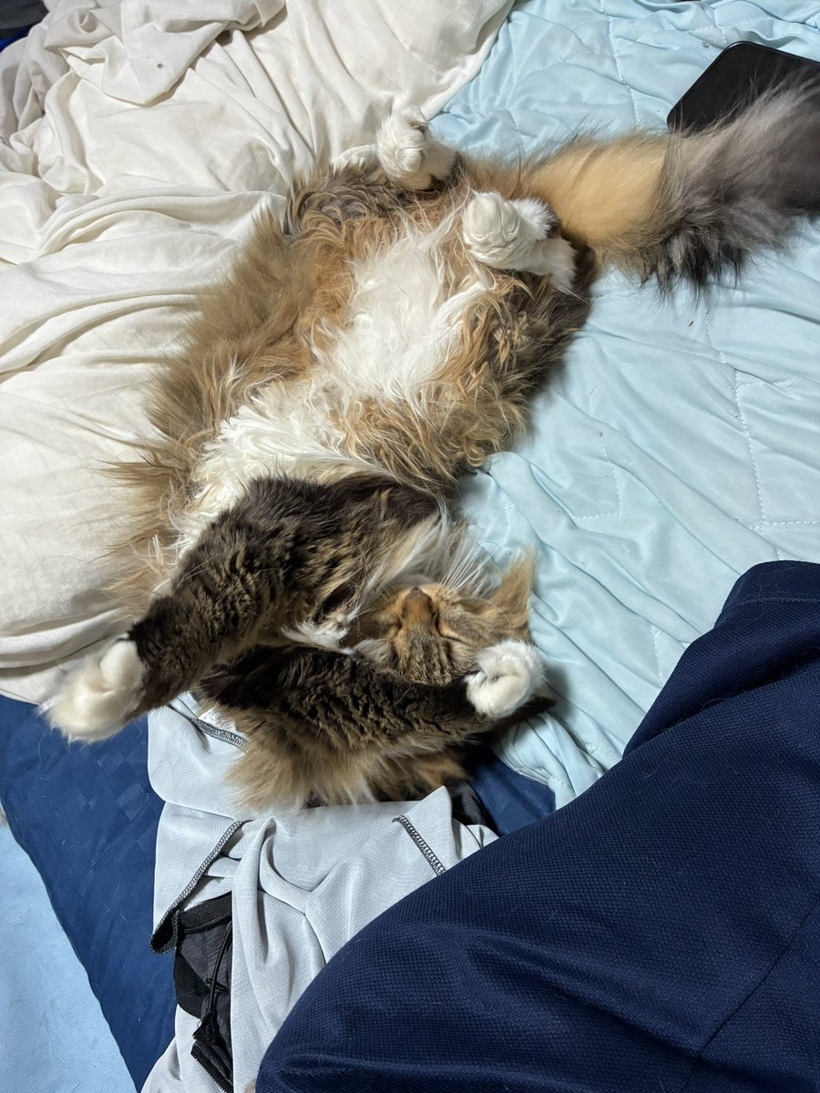 猫のノチェロ tweet media