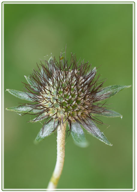 photos_dsmith's tweet photo. A #flower often found in #gardens around north #Europe, the #scabious. Its #seed head has always been one of my #favourite things to #photograph and I take every opportunity to whenever possible. #flowers #flowerphotography #macrophotography see more at https://t.co/VilcfnO0ps https://t.co/CTWQxjWH2Z