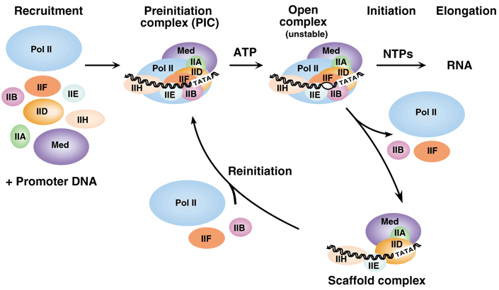 ProfSirera's tweet photo. The lethality strategy of Amanita phalloides, the “death cap” mushroom, lies in a small cyclic peptide, α-amanitin. It does not “kill” in the classical toxicological sense of disrupting membranes or ion channels.

It does something more fundamental: It disconnects the genome from the proteome.

Cells continue to exist structurally—but lose the ability to renew themselves molecularly.

Let's see how it happens....

*⃣ α-Amanitin binds with high specificity to RNA polymerase II, the enzyme responsible for synthesising mRNA in eukaryotic cells.
Mechanistically, the toxin does not block DNA binding per se. Instead, it locks the enzyme in a translocation-incompetent state, dramatically slowing nucleotide addition (by >1000-fold), effectively halting elongation.

*⃣ Once transcription stops, the consequences are not immediate—but they are inevitable.
Cells are not static. Many proteins, especially regulatory and metabolic ones, have short half-lives. Without continuous mRNA production:
- Protein synthesis declines
- Critical proteins are depleted (metabolic enzymes, cytoskeletal components, anti-apoptotic factors).
- Cellular homeostasis fails (mitochondrial dysfunction, oxidative stress, loss of membrane integrity).
- Cell death ensues, through a mix of apoptosis and necrosis.

*⃣ Clinically, the most striking damage occurs in hepatocytes. This is not accidental.
- After ingestion, amatoxins are absorbed in the gut and transported via the portal vein directly to the liver.
- Hepatocytes express uptake transporters that actively concentrate the toxin.
- The liver also has high transcriptional and metabolic demand, making it exquisitely sensitive to transcriptional arrest.
- The result: massive centrilobular hepatic necrosis.

*⃣ If α-amanitin is such a potent inhibitor of RNA polymerase II, why is Amanita phalloides itself not poisoned?
- The fungal RNA polymerase II has amino acid substitutions in the amanitin-binding region. These changes reduce binding affinity of α-amanitin and preserve catalytic function despite the presence of the toxin.
- Intracellular organisation adds another layer of protection. Amatoxins are synthesised and stored in vacuoles or vesicular compartments while RNA polymerase II operates in the nucleus.

*⃣ Most toxins interfere with function.
Amatoxins interfere with the capacity to maintain function over time.
And in a system as dynamic as a living cell, that distinction is lethal.