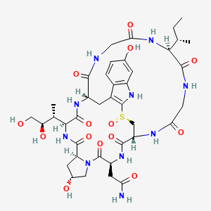 ProfSirera's tweet photo. The lethality strategy of Amanita phalloides, the “death cap” mushroom, lies in a small cyclic peptide, α-amanitin. It does not “kill” in the classical toxicological sense of disrupting membranes or ion channels.

It does something more fundamental: It disconnects the genome from the proteome.

Cells continue to exist structurally—but lose the ability to renew themselves molecularly.

Let's see how it happens....

*⃣ α-Amanitin binds with high specificity to RNA polymerase II, the enzyme responsible for synthesising mRNA in eukaryotic cells.
Mechanistically, the toxin does not block DNA binding per se. Instead, it locks the enzyme in a translocation-incompetent state, dramatically slowing nucleotide addition (by >1000-fold), effectively halting elongation.

*⃣ Once transcription stops, the consequences are not immediate—but they are inevitable.
Cells are not static. Many proteins, especially regulatory and metabolic ones, have short half-lives. Without continuous mRNA production:
- Protein synthesis declines
- Critical proteins are depleted (metabolic enzymes, cytoskeletal components, anti-apoptotic factors).
- Cellular homeostasis fails (mitochondrial dysfunction, oxidative stress, loss of membrane integrity).
- Cell death ensues, through a mix of apoptosis and necrosis.

*⃣ Clinically, the most striking damage occurs in hepatocytes. This is not accidental.
- After ingestion, amatoxins are absorbed in the gut and transported via the portal vein directly to the liver.
- Hepatocytes express uptake transporters that actively concentrate the toxin.
- The liver also has high transcriptional and metabolic demand, making it exquisitely sensitive to transcriptional arrest.
- The result: massive centrilobular hepatic necrosis.

*⃣ If α-amanitin is such a potent inhibitor of RNA polymerase II, why is Amanita phalloides itself not poisoned?
- The fungal RNA polymerase II has amino acid substitutions in the amanitin-binding region. These changes reduce binding affinity of α-amanitin and preserve catalytic function despite the presence of the toxin.
- Intracellular organisation adds another layer of protection. Amatoxins are synthesised and stored in vacuoles or vesicular compartments while RNA polymerase II operates in the nucleus.

*⃣ Most toxins interfere with function.
Amatoxins interfere with the capacity to maintain function over time.
And in a system as dynamic as a living cell, that distinction is lethal.