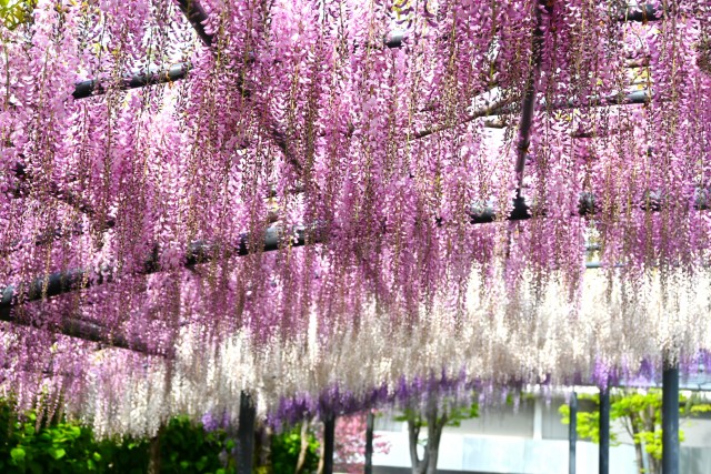 大阪観光局【公式】 tweet media