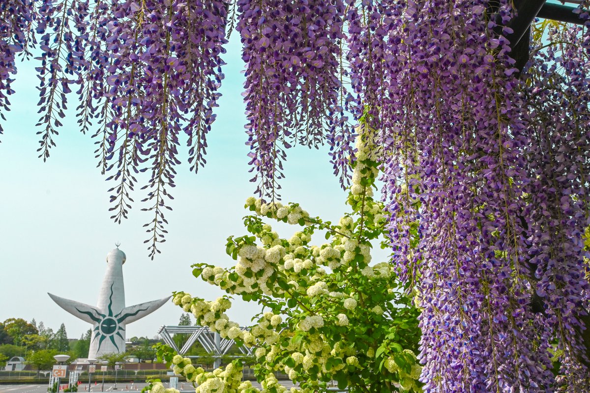 大阪観光局【公式】 tweet media