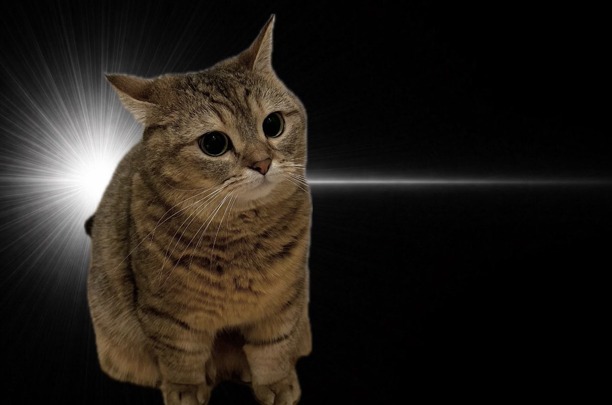 にぼしらの飼い主🐟 tweet media