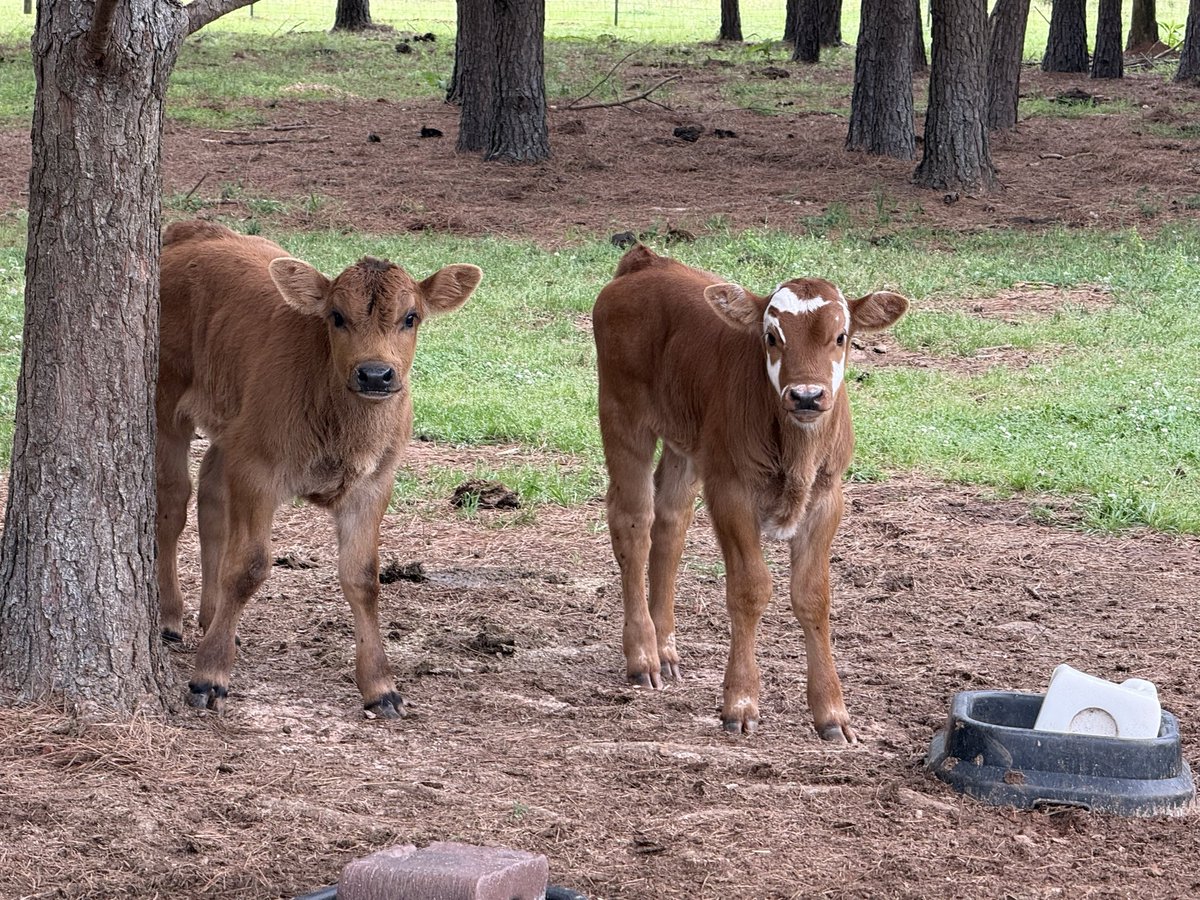 John Morgan tweet media