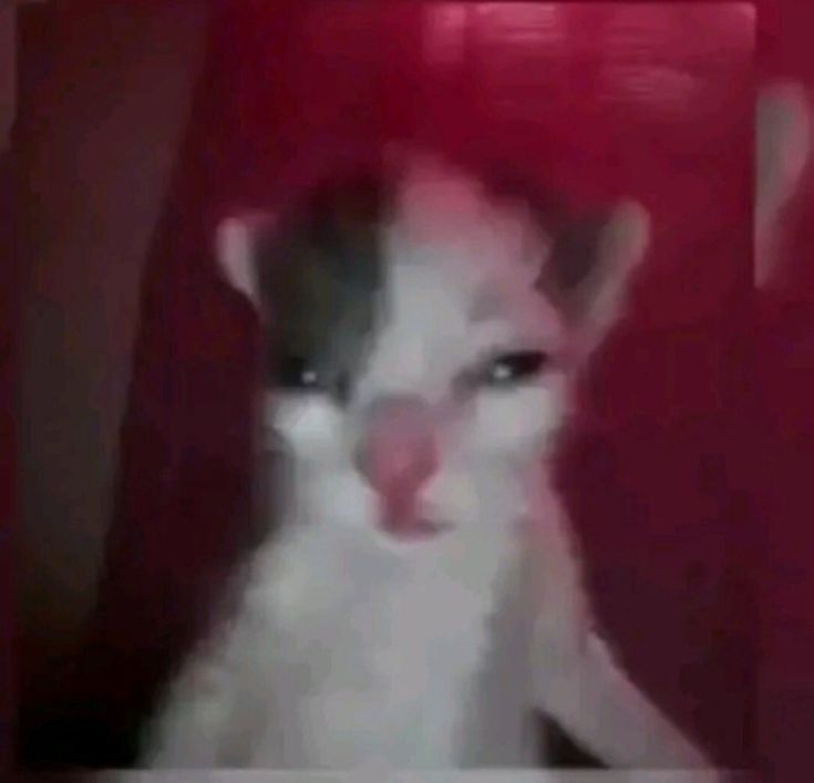 ￣￣￣￣ 𝐐 𝐔 𝐄 𝐄 𝐍. tweet media