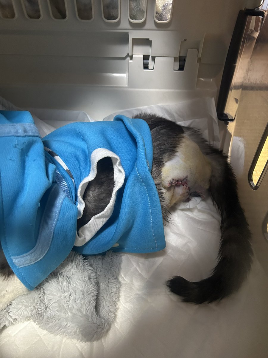 動物専用 tweet media