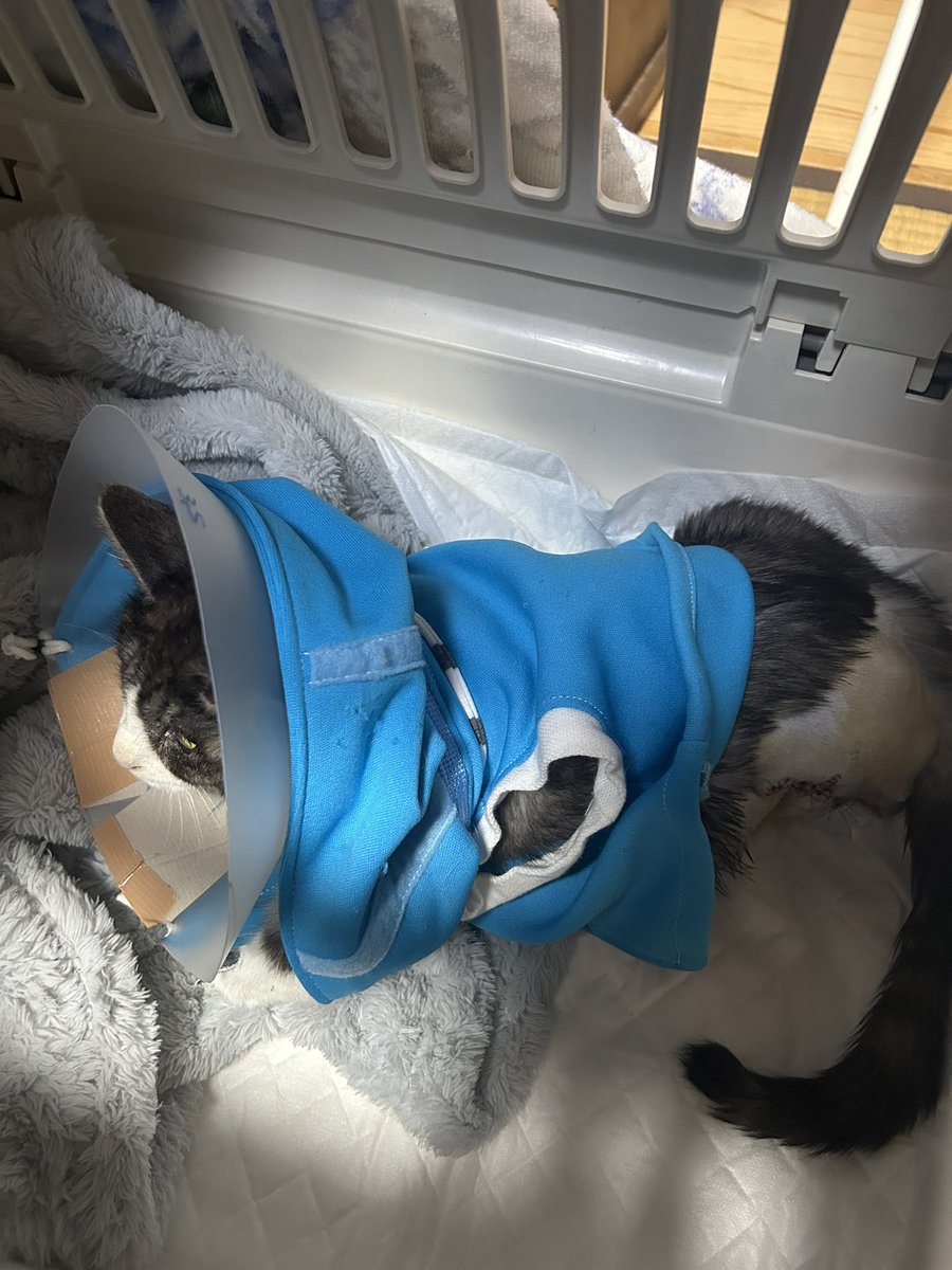 動物専用 tweet media