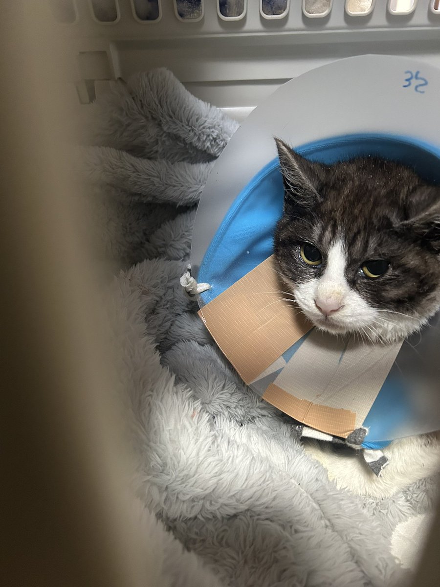 動物専用 tweet media