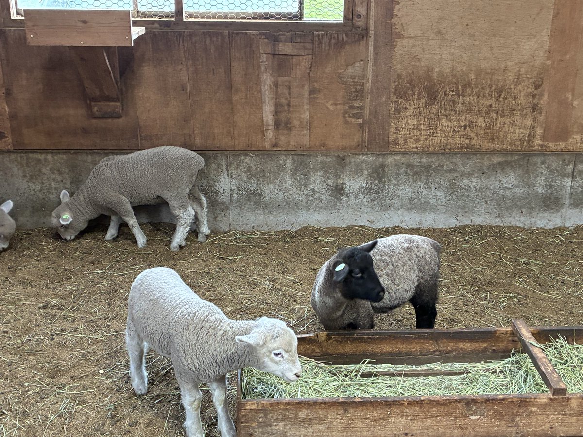 あいらぶとまと！！ tweet media